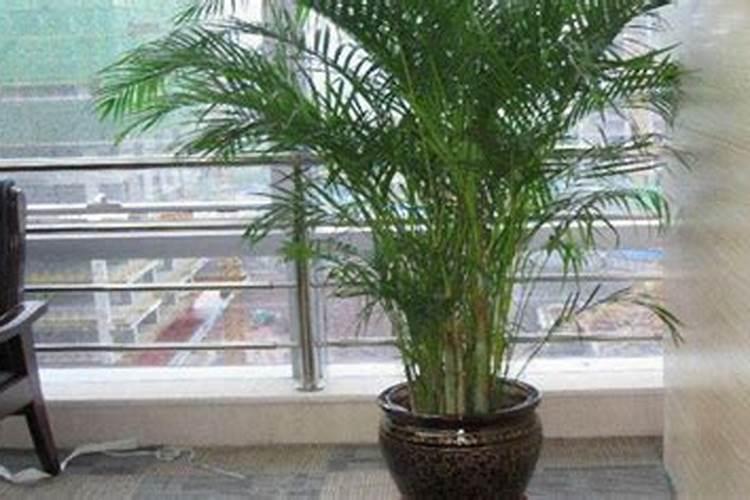 大厅的散尾葵部分叶子干黄,变焦,不是快死了吧？各位高人有什么好的办法...