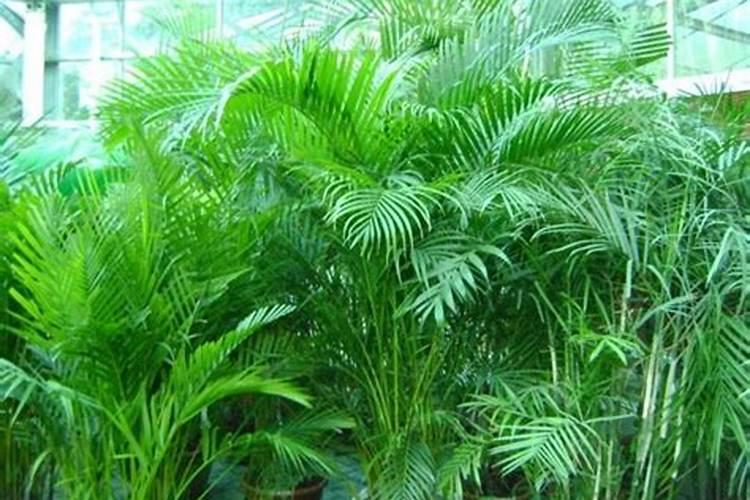 散尾葵怎么养才好？