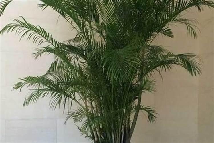 散尾葵如何施氮肥