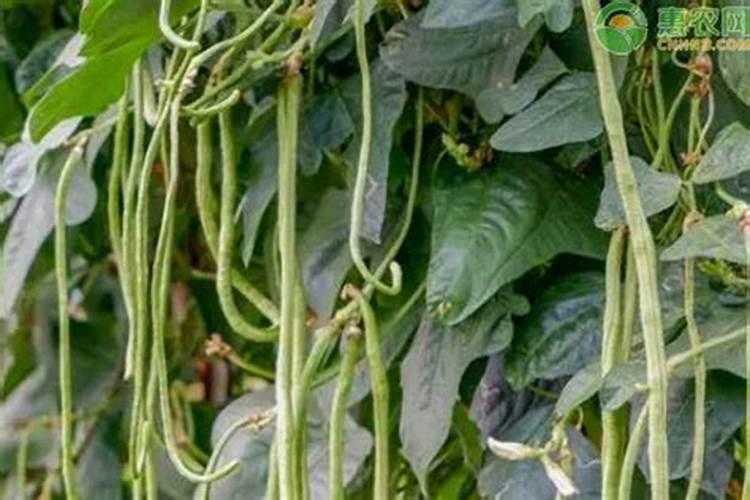 适合豆角种植的肥料都有哪些？