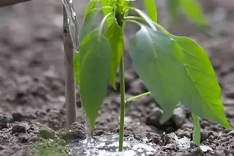 朝天椒育苗期可以施肥吗？