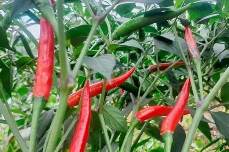 朝天椒管理要点