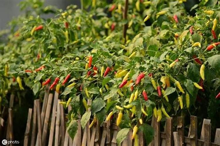 朝天椒育苗技术