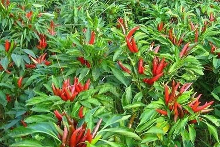 朝天椒幼苗期可以喷施奥乐收吗？