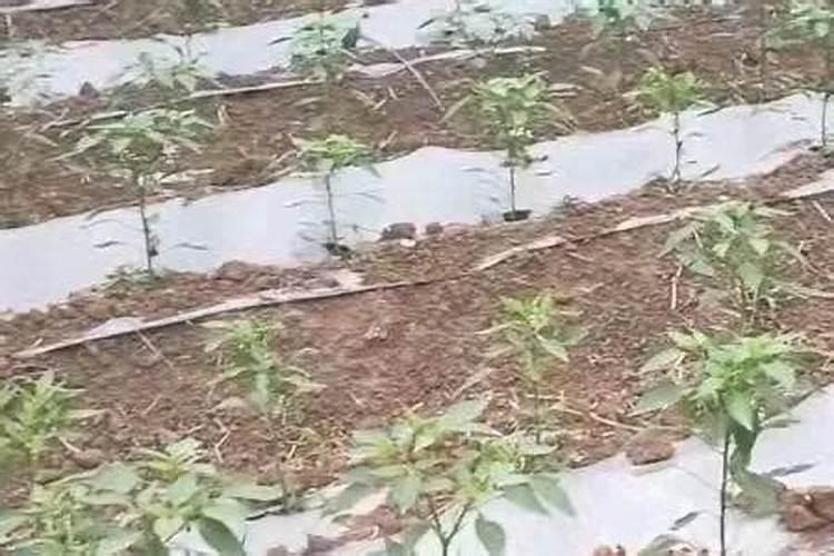 打大葱能一直用芸苔素吗