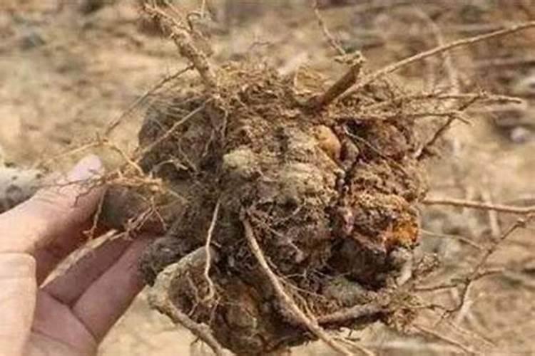 使用底肥的好处有哪些？底肥在哪里买？底肥那个牌子的好？