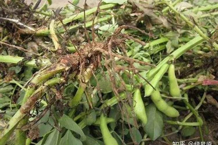 复合氨基酸水溶肥料,养根、护根、壮根,保障根深叶茂