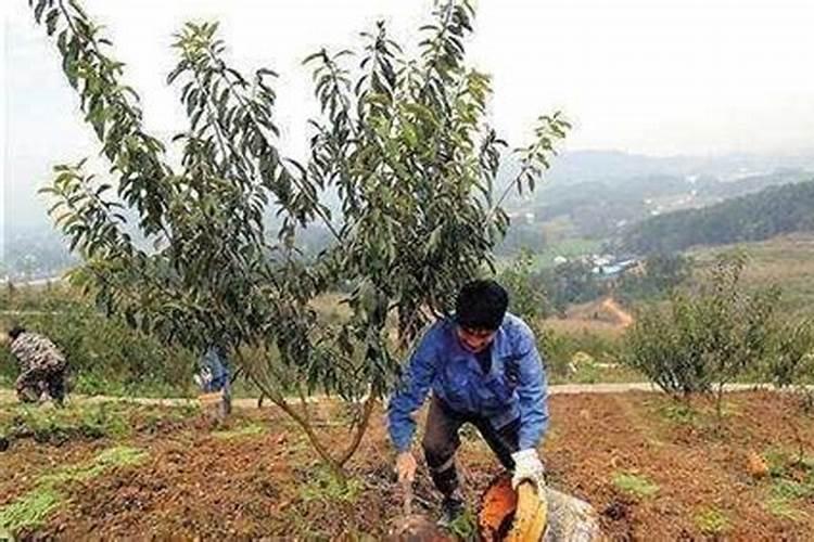 种植出高产的李子树要怎么施肥