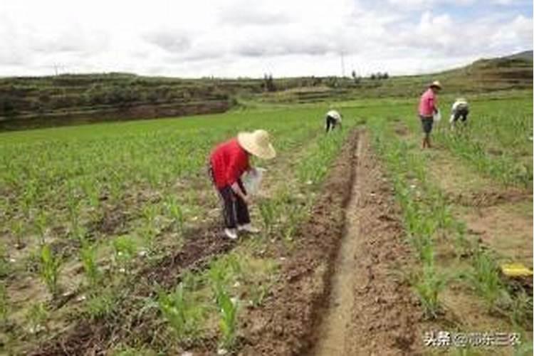玉米追肥是雨前还是雨后好。最佳追肥时间是什么时候？