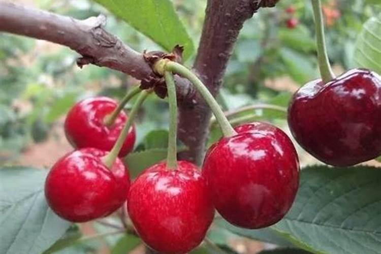 大棚甜樱桃采后管理存在的问题是什么？