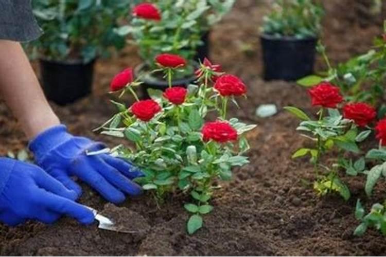 月季花什么时后施肥最好