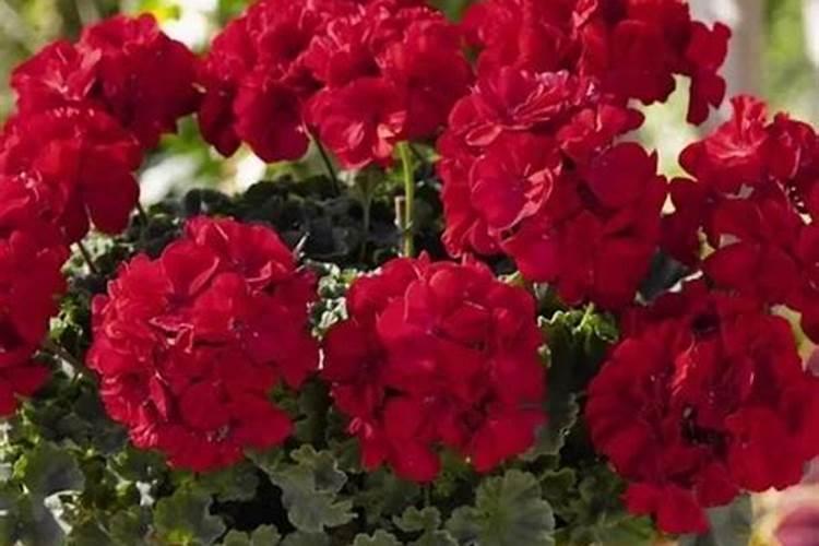 夏至过后天竺葵也可以开花爆盆,需要如何来养呢？