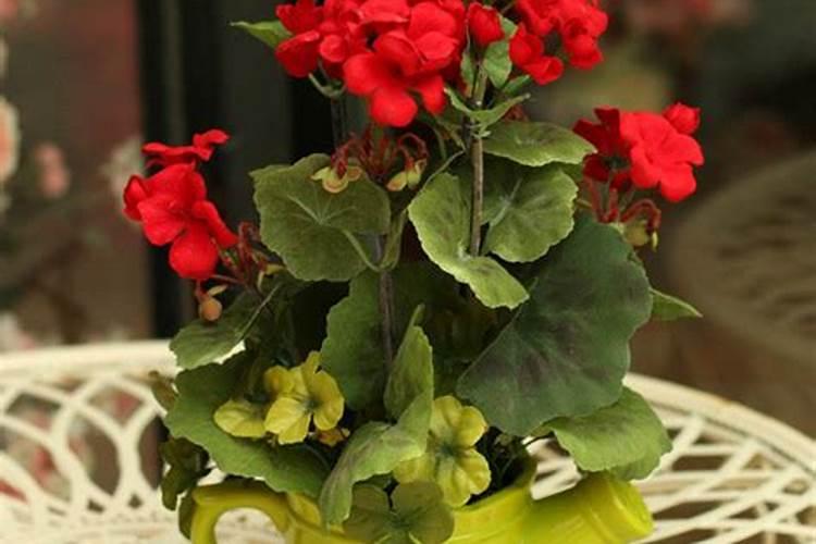 盆栽天竺葵日常该如何养护？