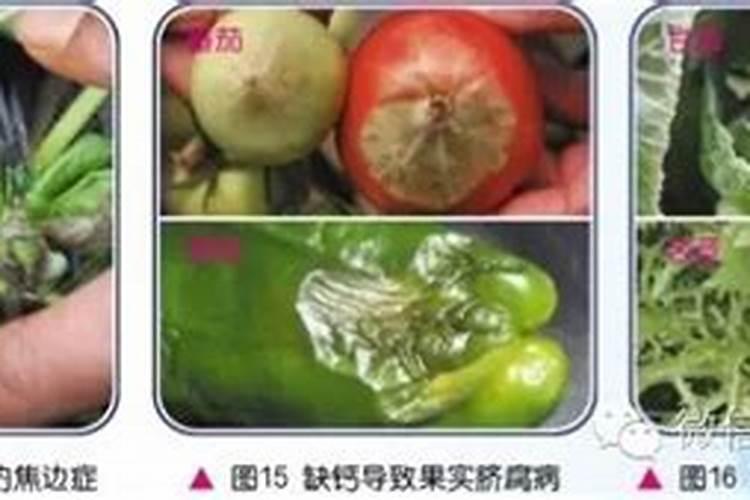 某农场在种植蔬菜施用了钙肥,蔬菜还是因为缺钙出现了黄化现象,为什么百...