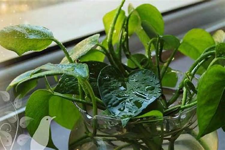 绿萝叶面肥怎么做