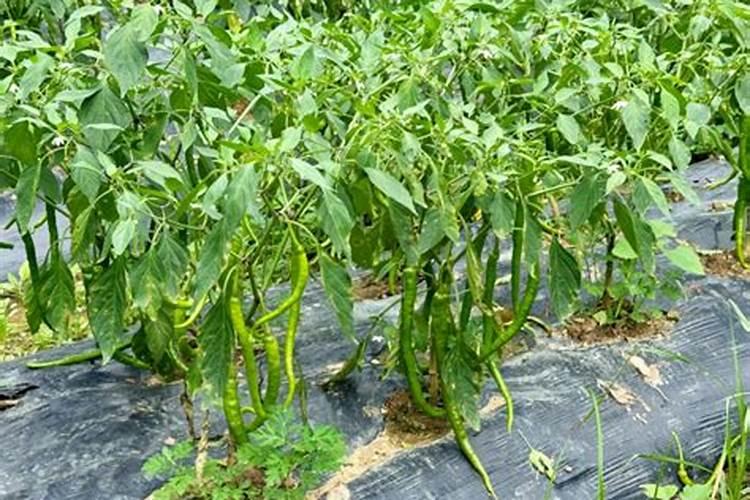 辣椒追肥什么肥料好？水溶肥好吗