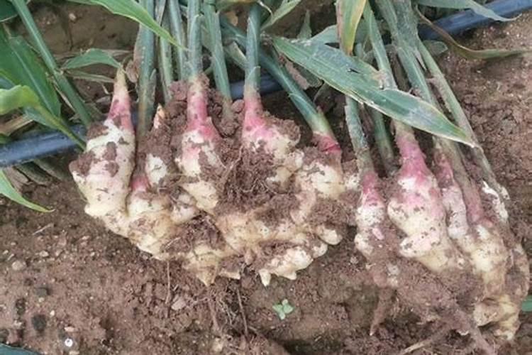 生姜种植需要什么肥料？生姜打什么叶面肥长的快？