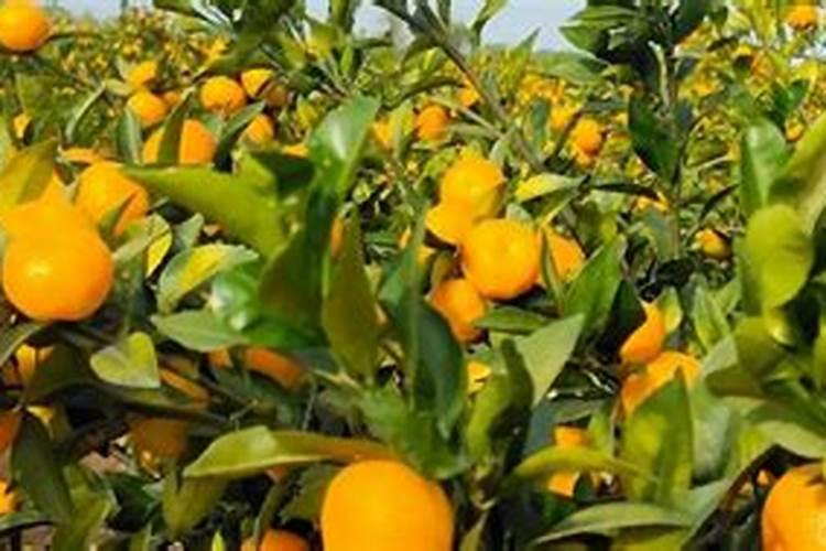 橘子生长时期