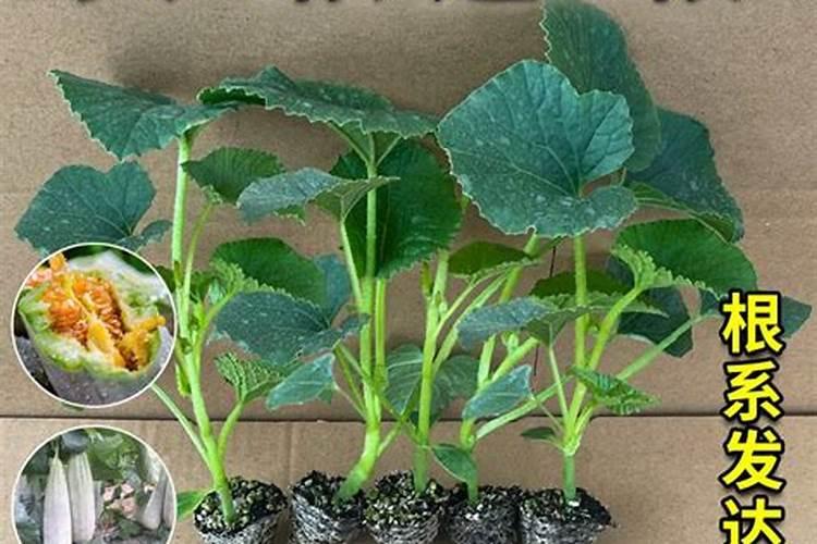 甜瓜采完了秧苗怎么能让它长大