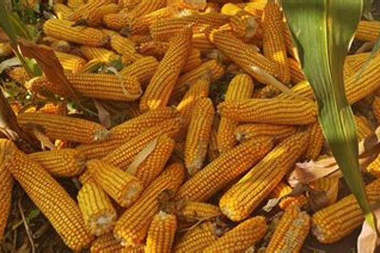 氮肥对玉米有什么危害和好处？