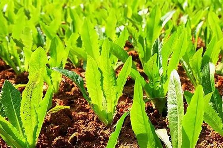 种玉米最忌三种肥料