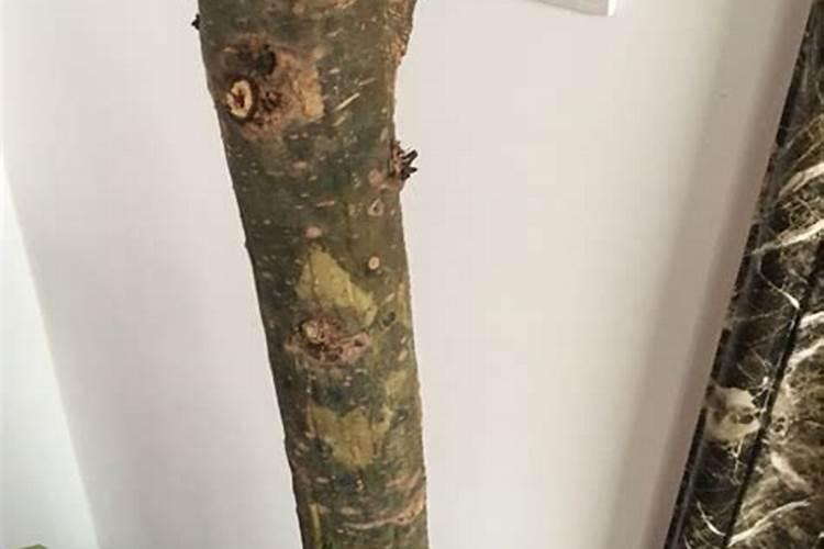 发财树可以用腐殖酸代替多菌灵么？