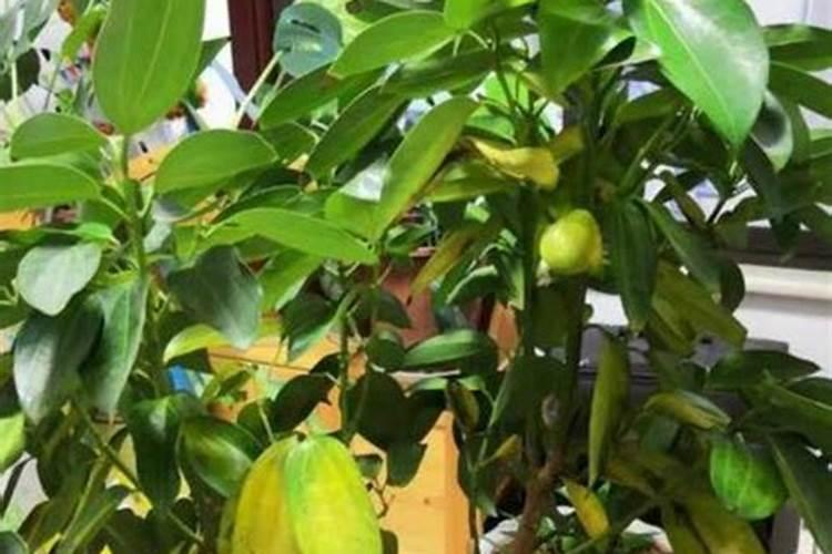 发财树没病可以用多菌灵浇吗