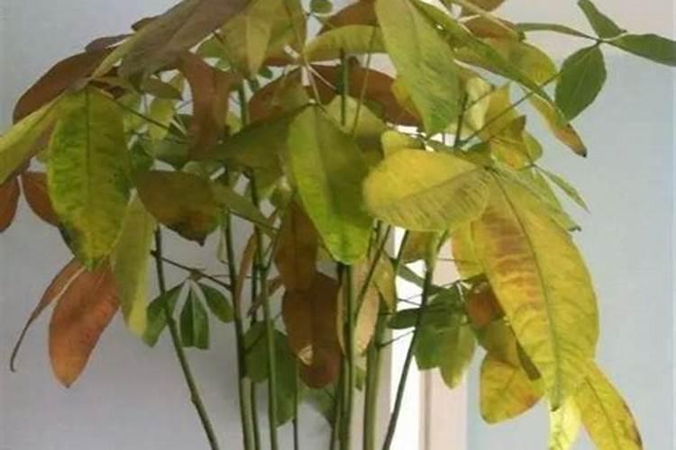 发财树死了怎么办