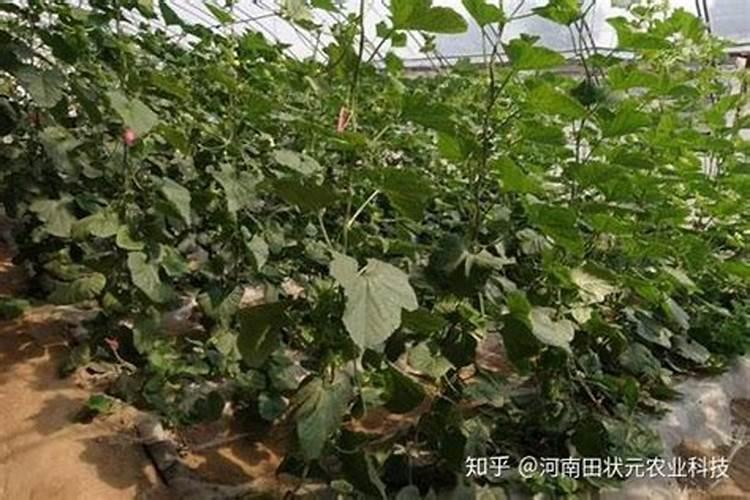 叶面肥使用误区？如何使用叶面肥取得更好的效果？