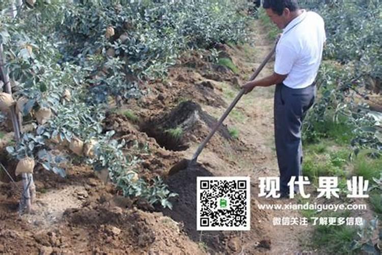 苹果树施肥应该遵循什么原则