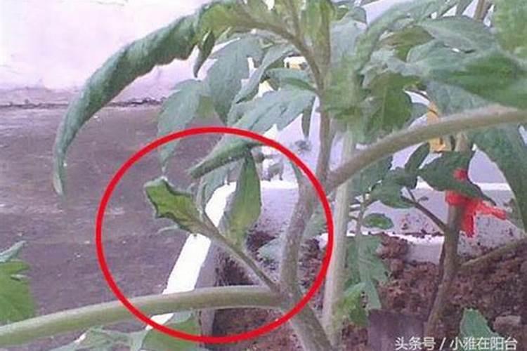 番茄打药水怎么打