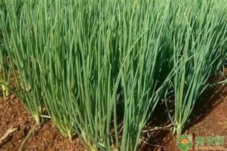 小葱施什么肥料