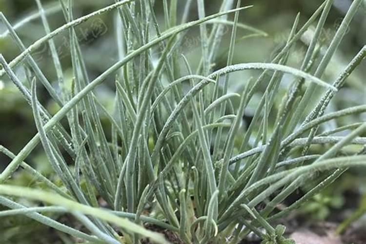 落霜冻小葱喷什么农药