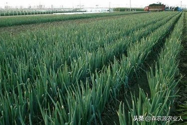 大葱施肥法的需肥特点