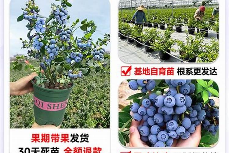 蓝莓盆栽的种植技巧