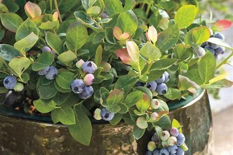 蓝莓盆栽的种植技巧及养护注意事项详解