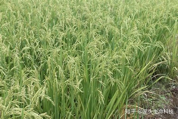 水稻抽穗打什么叶面肥能齐穗最好？