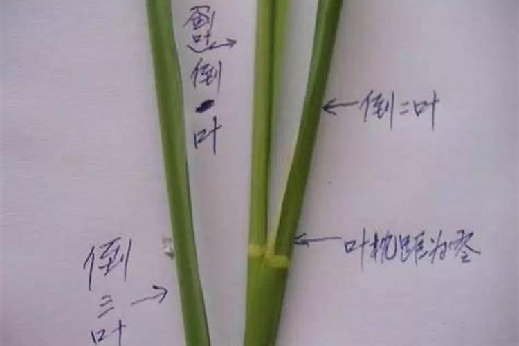 在水稻抽穗破口期什么药可以缩穗颈的长度