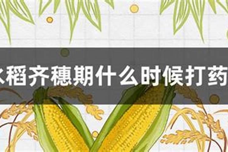 水稻出齐穗还要打药吗