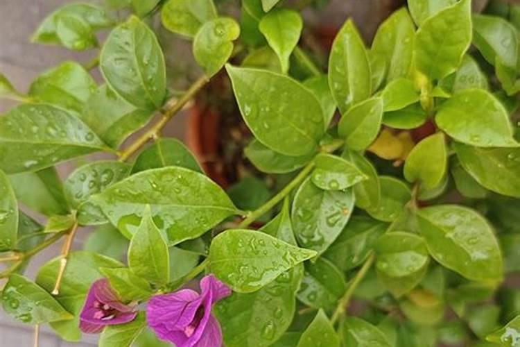 开花后能不能上氮肥肥料？