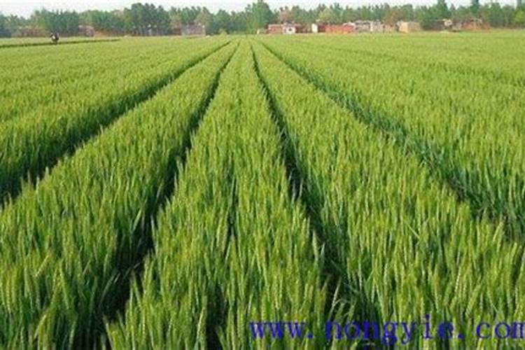 小麦为什么要喷锌肥 小麦缺锌的危害及喷锌方法