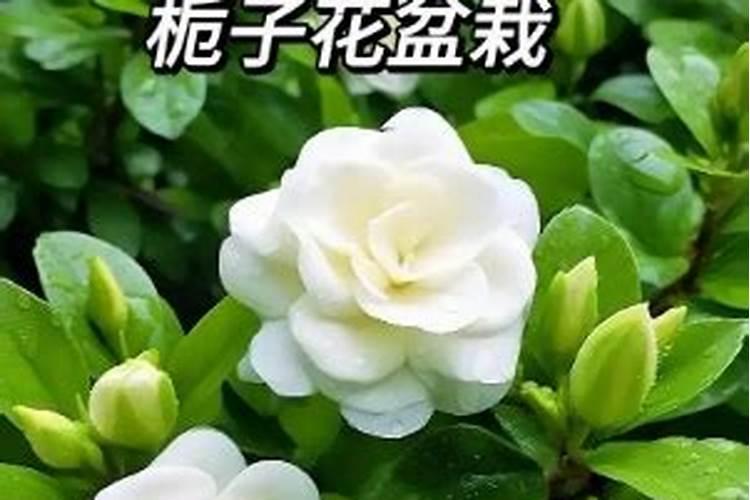 黄腐酸钾对栀子花有害吗