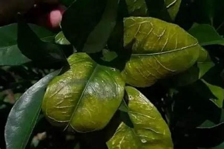 果树缺硼什么时间补救最好