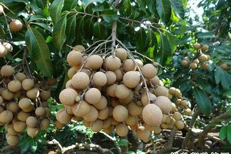 龙眼用硼肥料怎么施肥