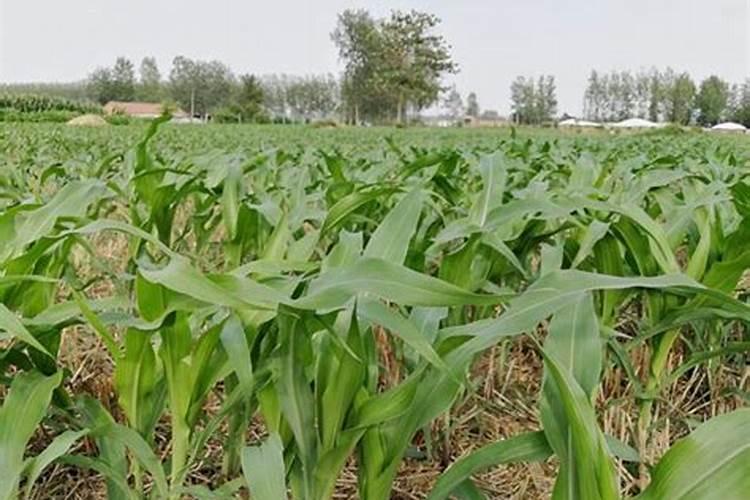 玉米打芸苔素的危害