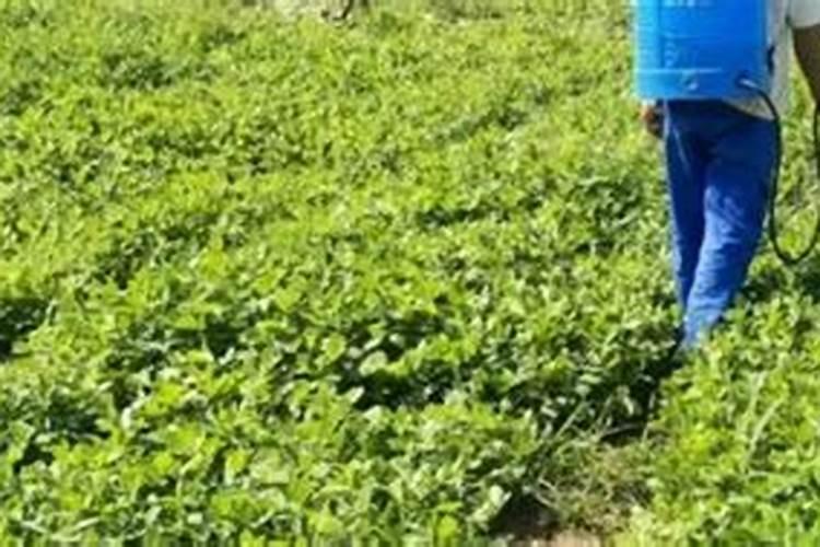 花生营养药第一遍什么时候打,早上打好还是晚上打好