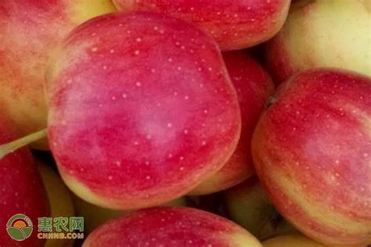 早熟苹果需要多少个磷肥才能结果？