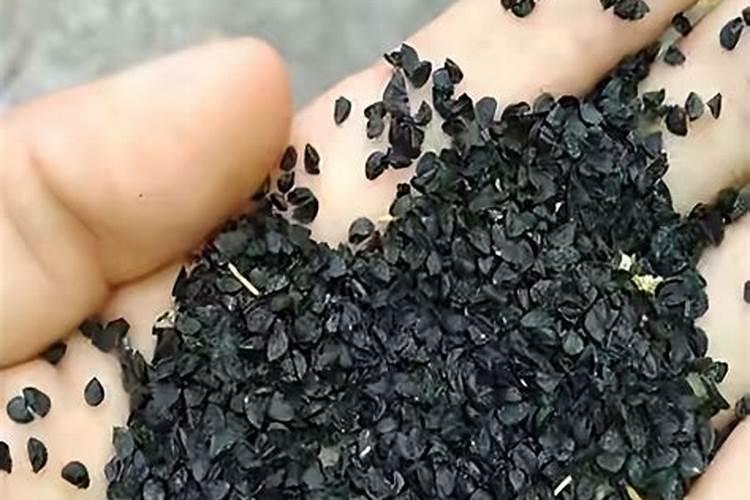 撒小葱籽的正确方法