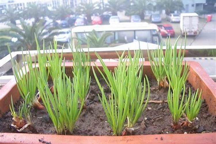 种植小香葱如何施肥？这样获得香葱高产？