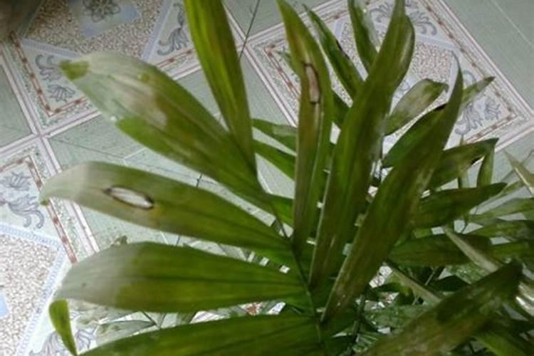 袖珍椰子叶子变淡(袖珍椰子叶子变淡原因及解决方法大揭秘!)